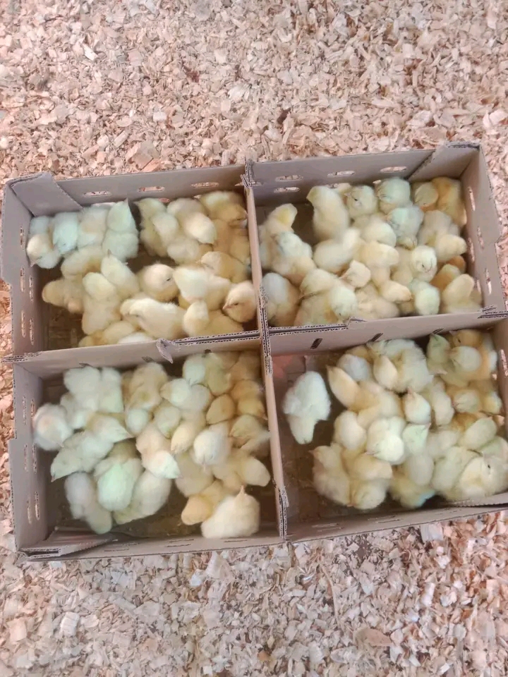 Warburton Poultry Farm