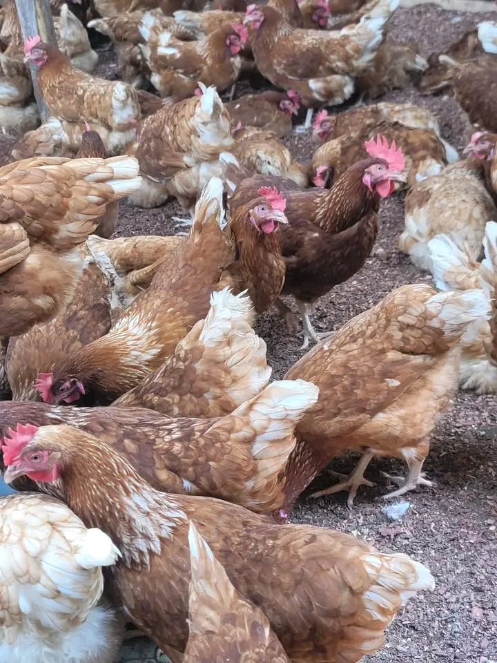 Warburton Poultry Farm