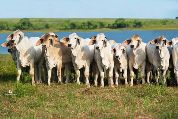 Cattle for sale