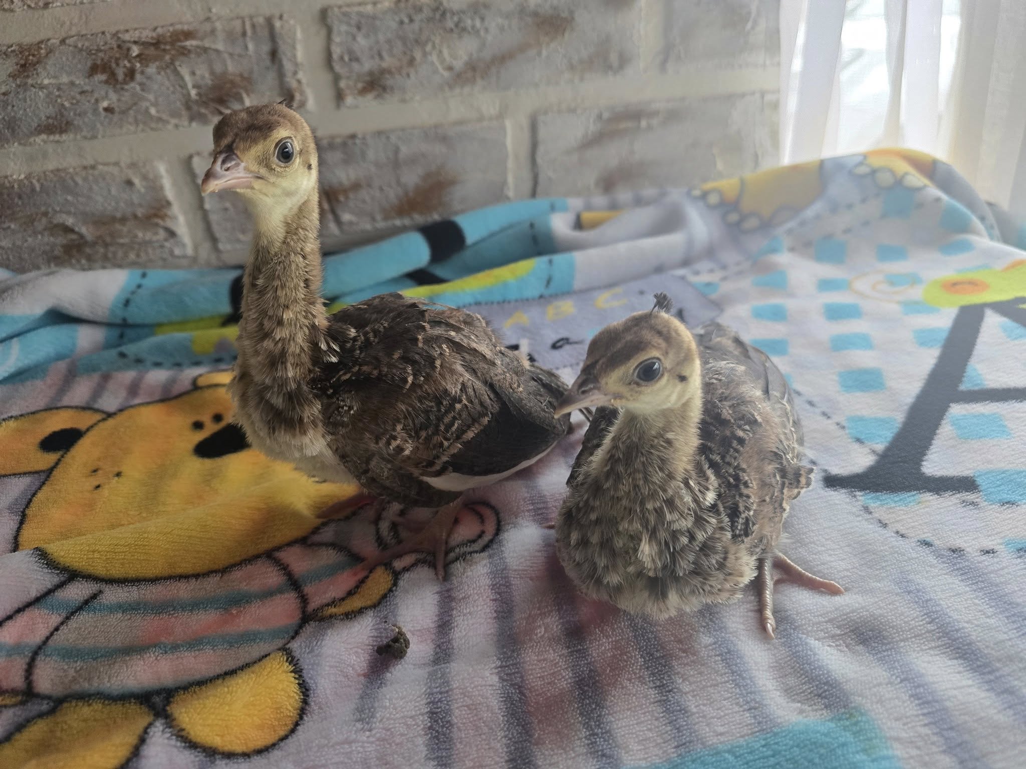 Young Peafowl for Sale (8–12 Weeks Old)