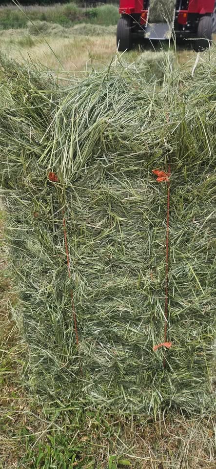 High-Quality Teff Hay Bales for Sale