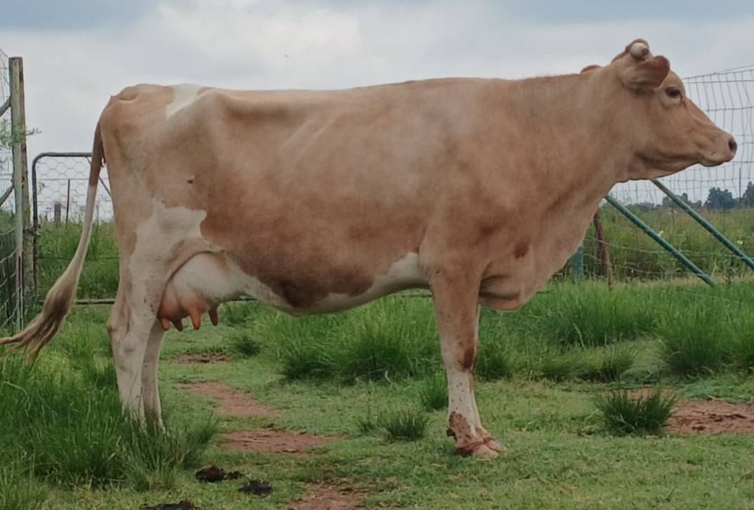 4th Lactation Jersey Cow for Sale