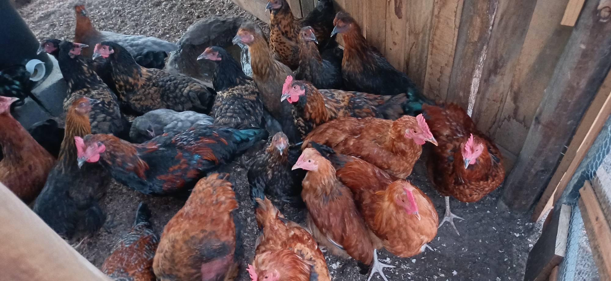 🐓 Roosters for Sale