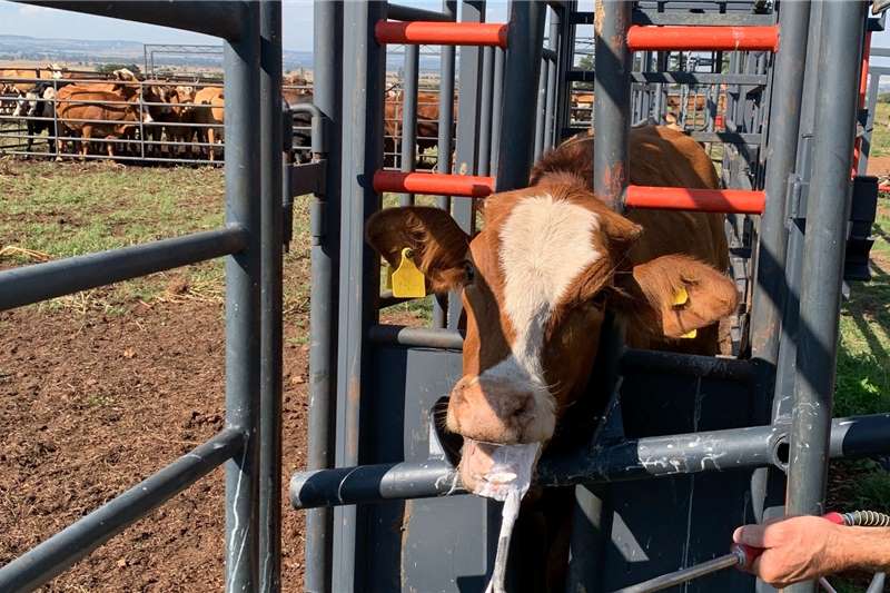 Algar Cattle Neck Clamp