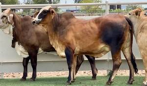 Zebu (mini) Cattle - Beef - Bulls - Cows - Steers - Agavia