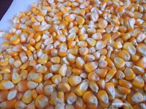 50kg & A Tons Of Yellow & White Maize & Chicken Feed; Starter, Grower - Alberton