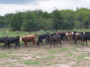 Simmental angus cross heifers simangus cows cattle calves - Aeroton