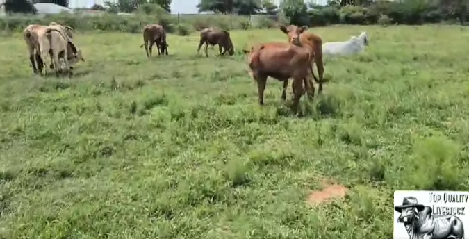 3 x Red X Heifers for Sale