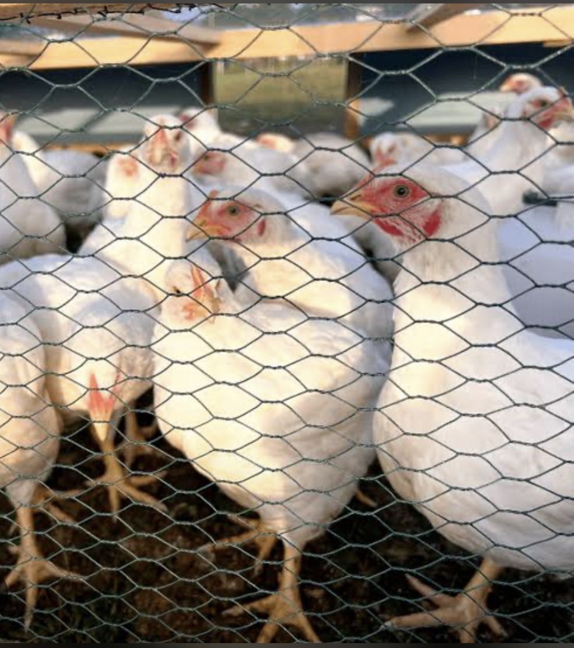 Broilers for sale