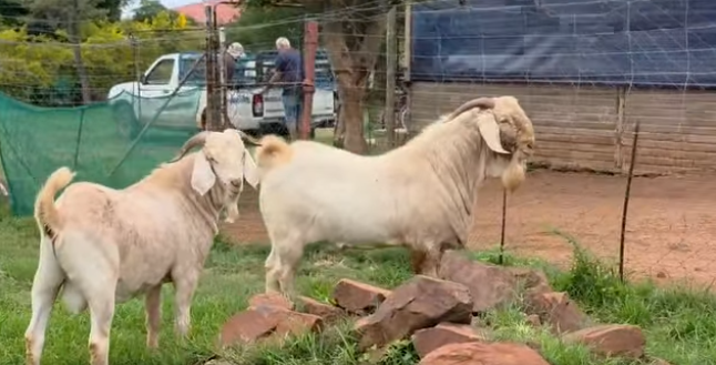 Savanna Rams for Sale