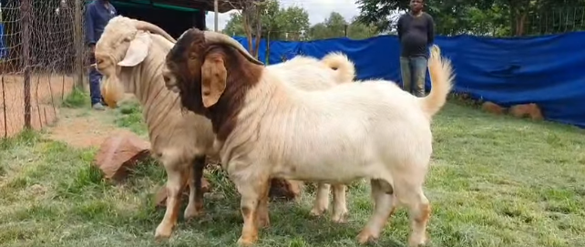Top Quality Boer Goat Ram for Sale