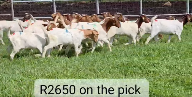 Quality Boer Goat Ewes for Sale