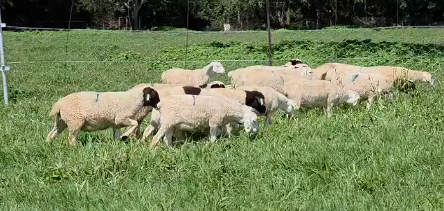 Dorper Sheep Ewes for Sale