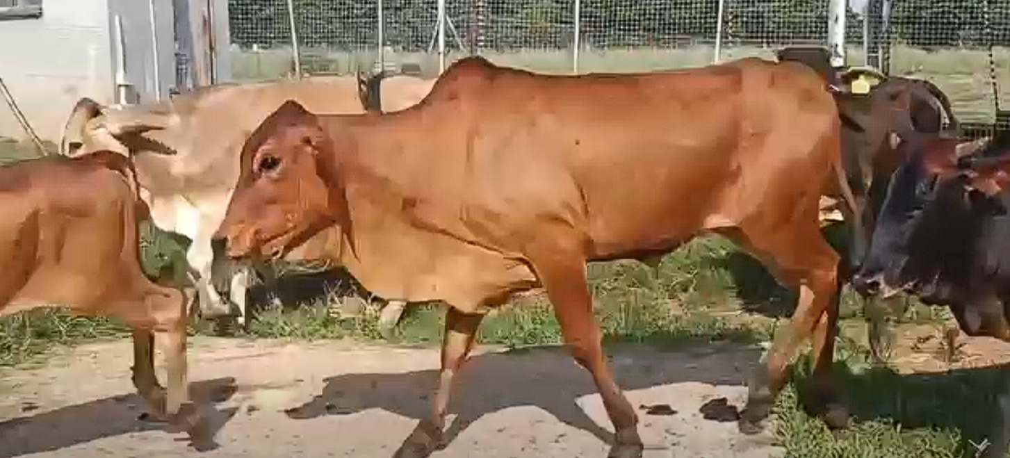 8 Brahman Heifers for Sale – Combo Deal | Pretoria (Rooiwal)