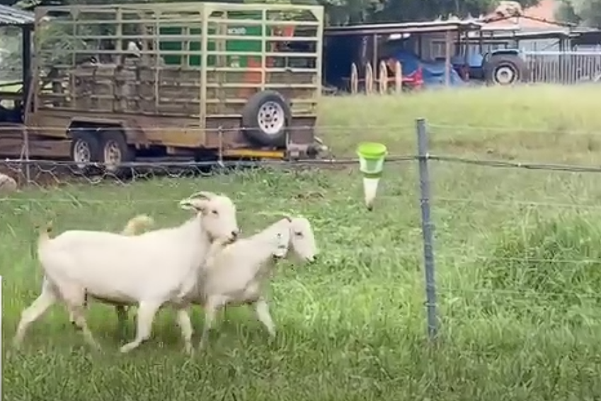 Two healthy Savanna-type female goats available.