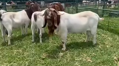 🐐 Goat Package for Sale – Ram & Ewes | Pretoria (Rooiwal) 🇿🇦