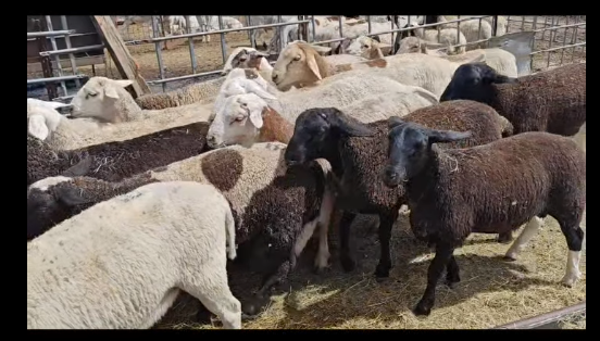 Lambs Available for Sale (Bulk Orders Welcome)