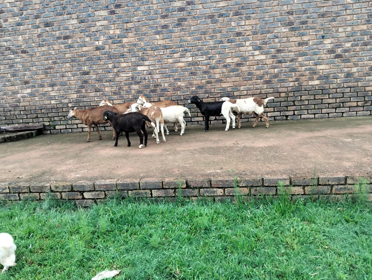 meatmaster cross sheep for sale