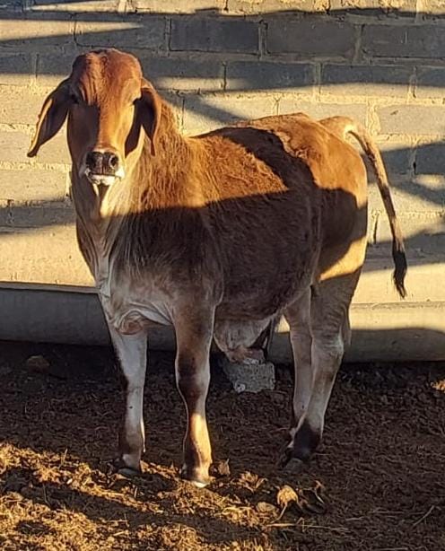 Boran x bull calf