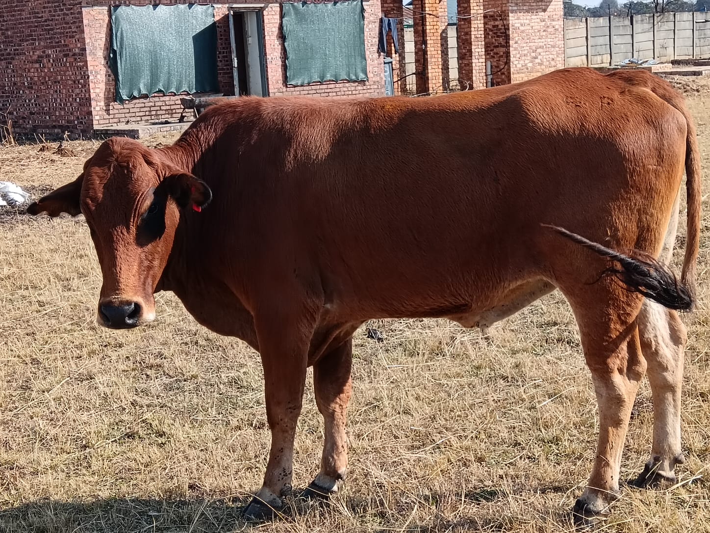 550kg oxen for sale in Kempton Park