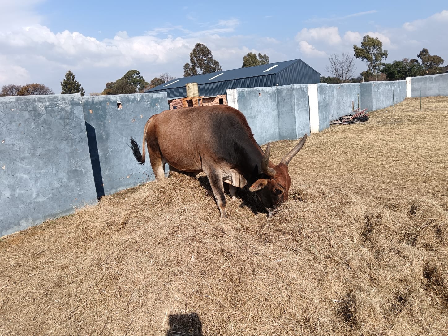oxen for sale