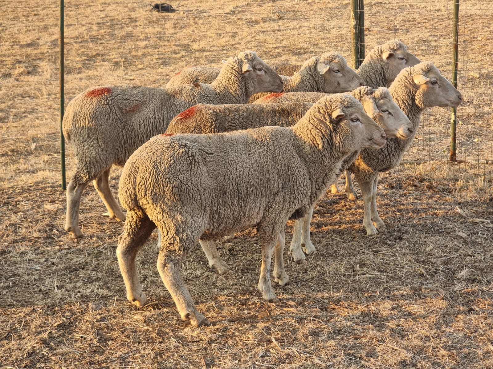 Merinos ewes for sale