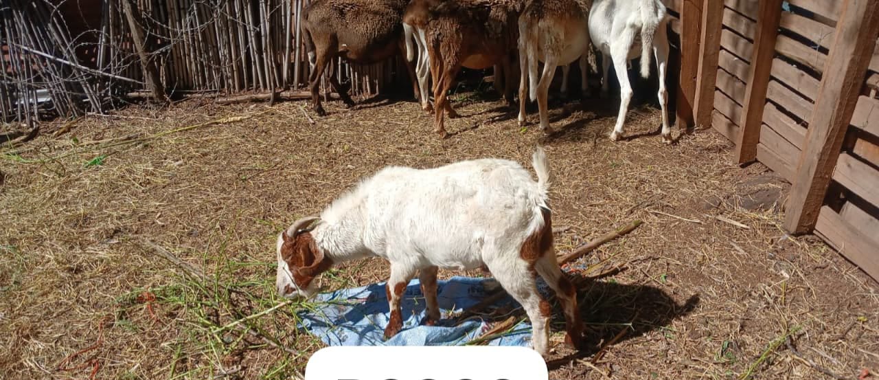White Boergoat X Male