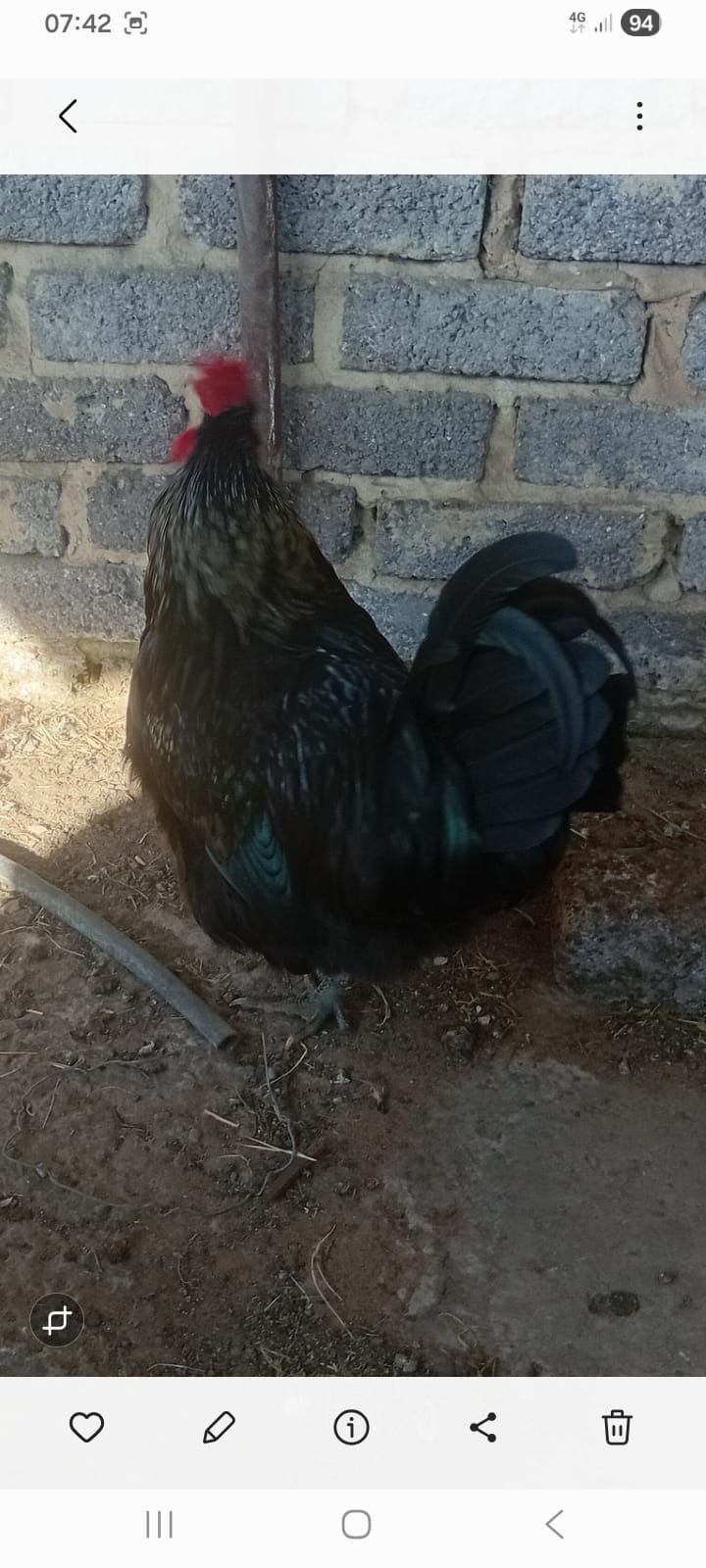 Austolop Roosters x 7