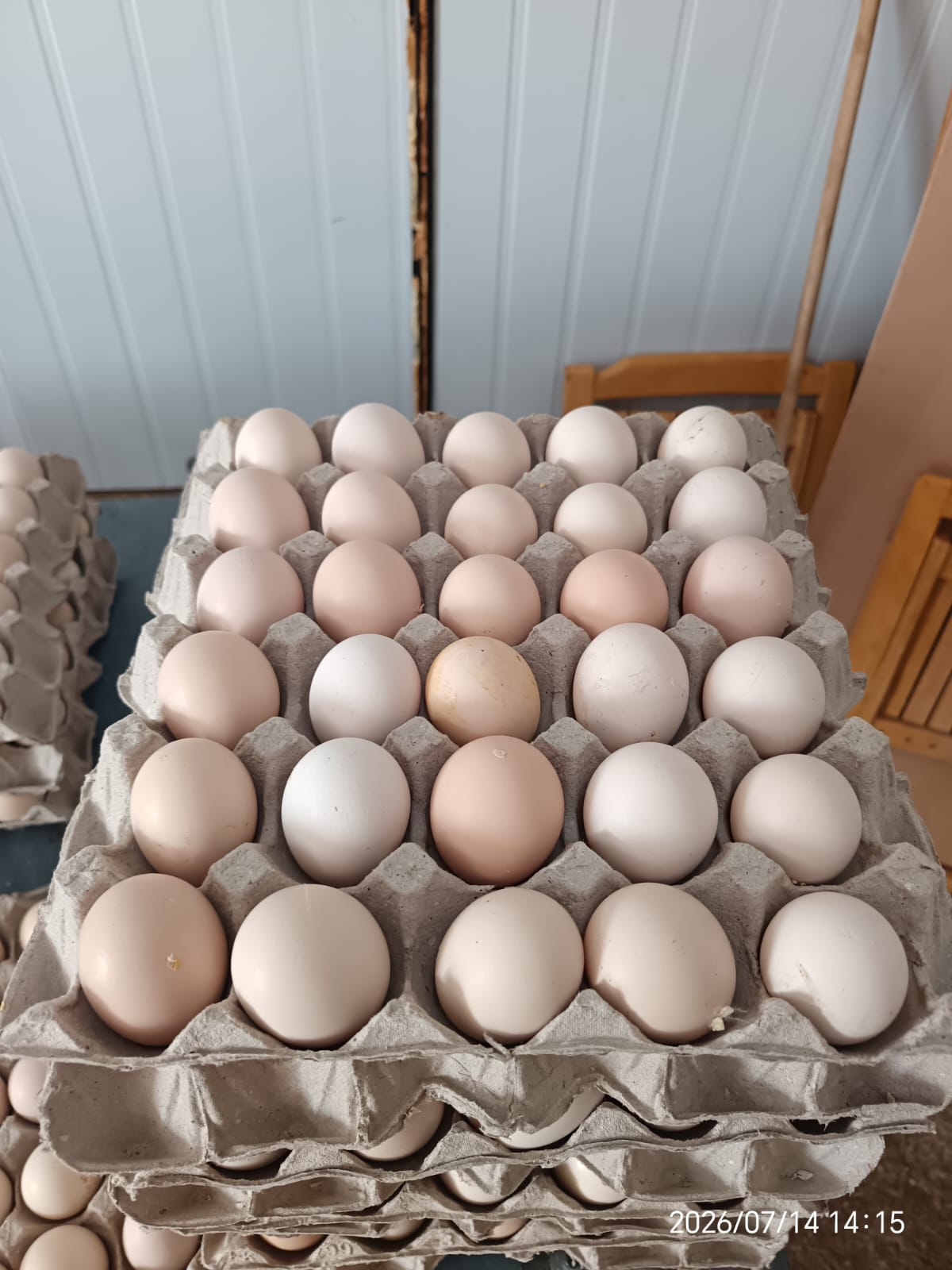 Medium White Table Eggs