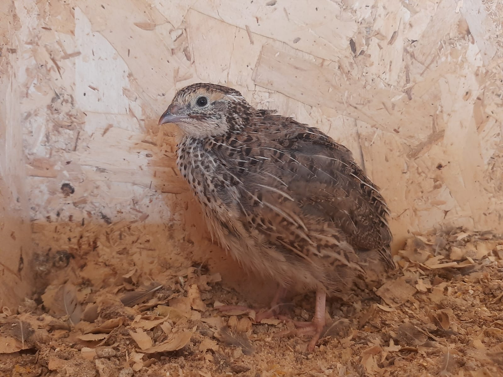 Jumbo Coturnix Quail