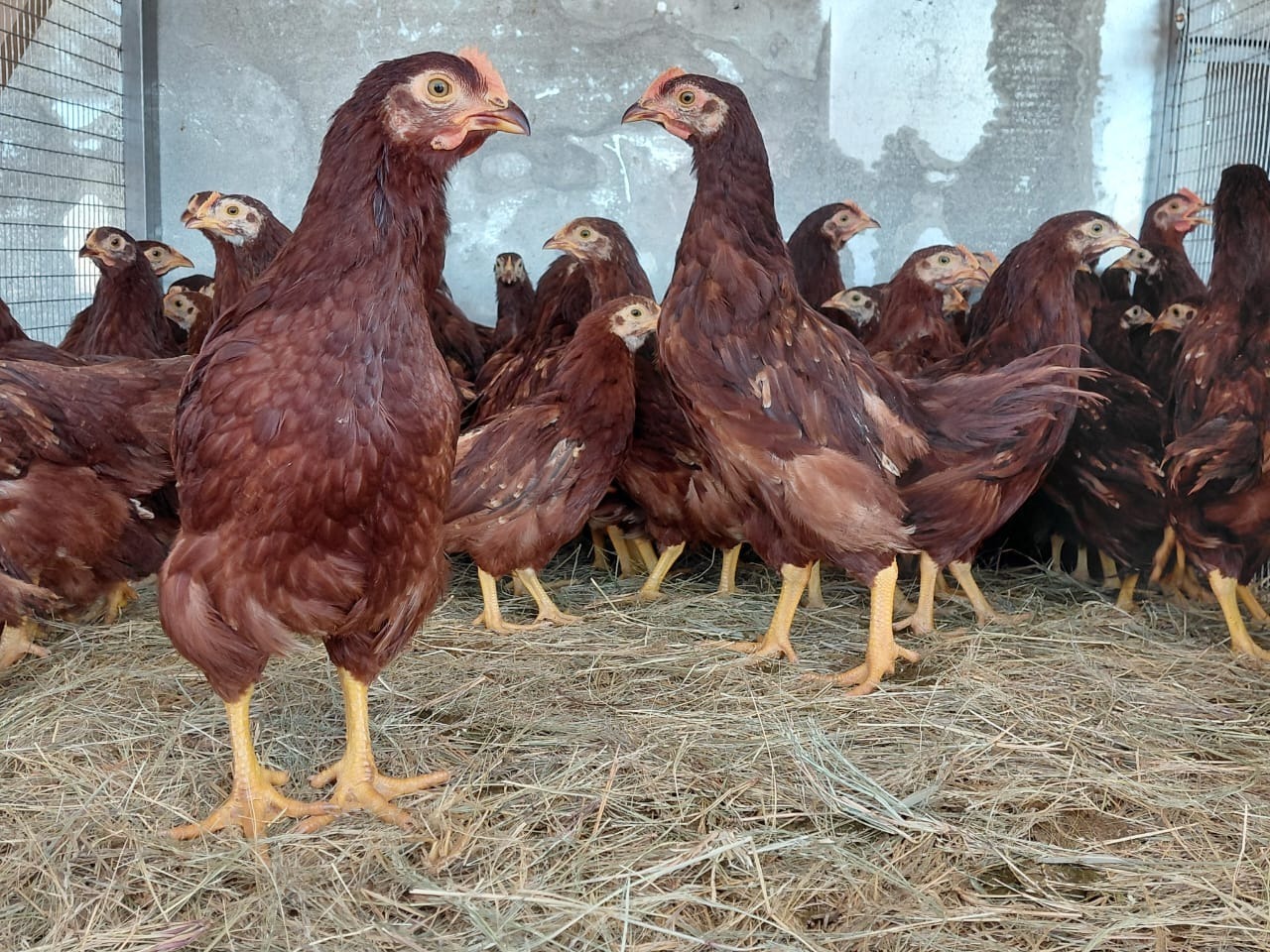 Purebred Rhode Island Red Roosters