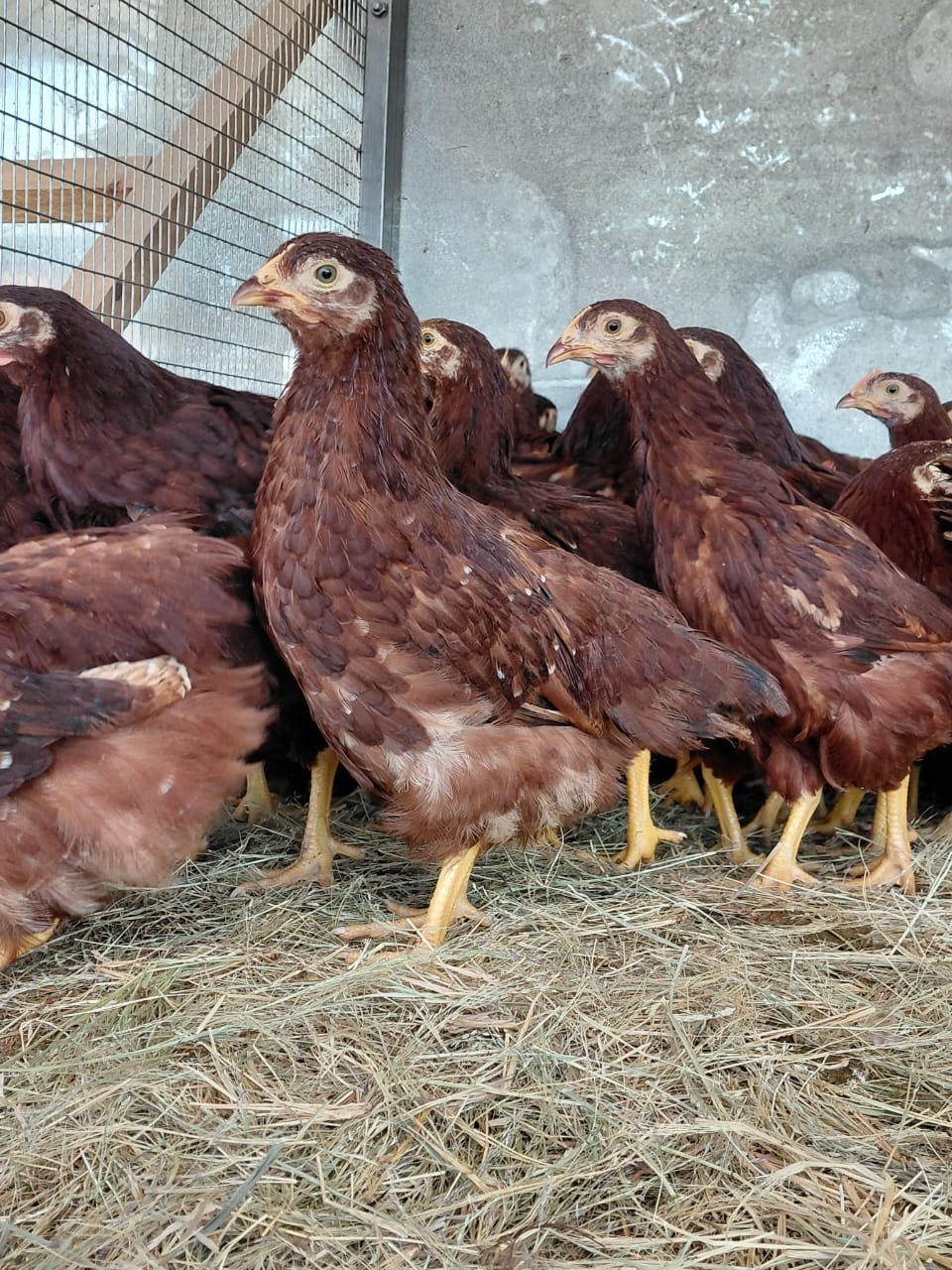 Purebred Rhode Island Red Bundles
