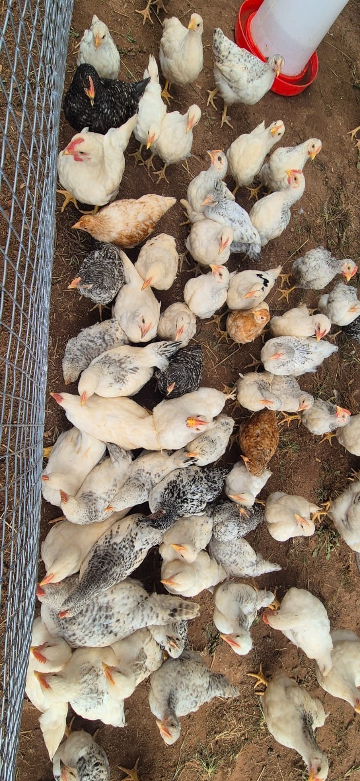 Layer Chicks