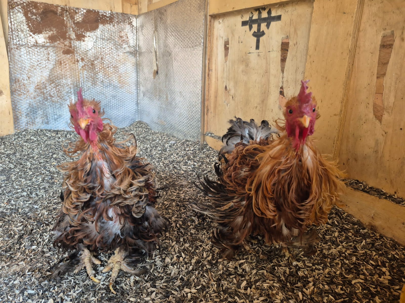 Frizzle Bantam Roosters