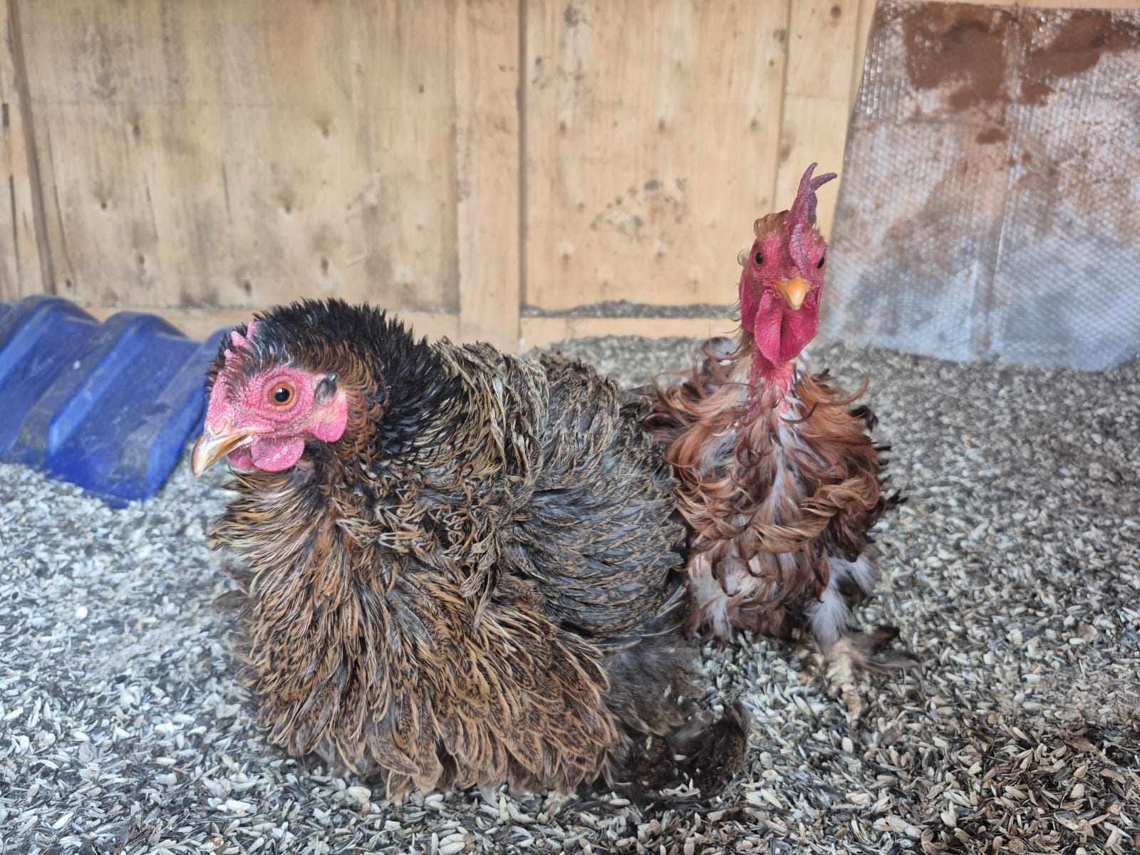 Frizzle bantam pair