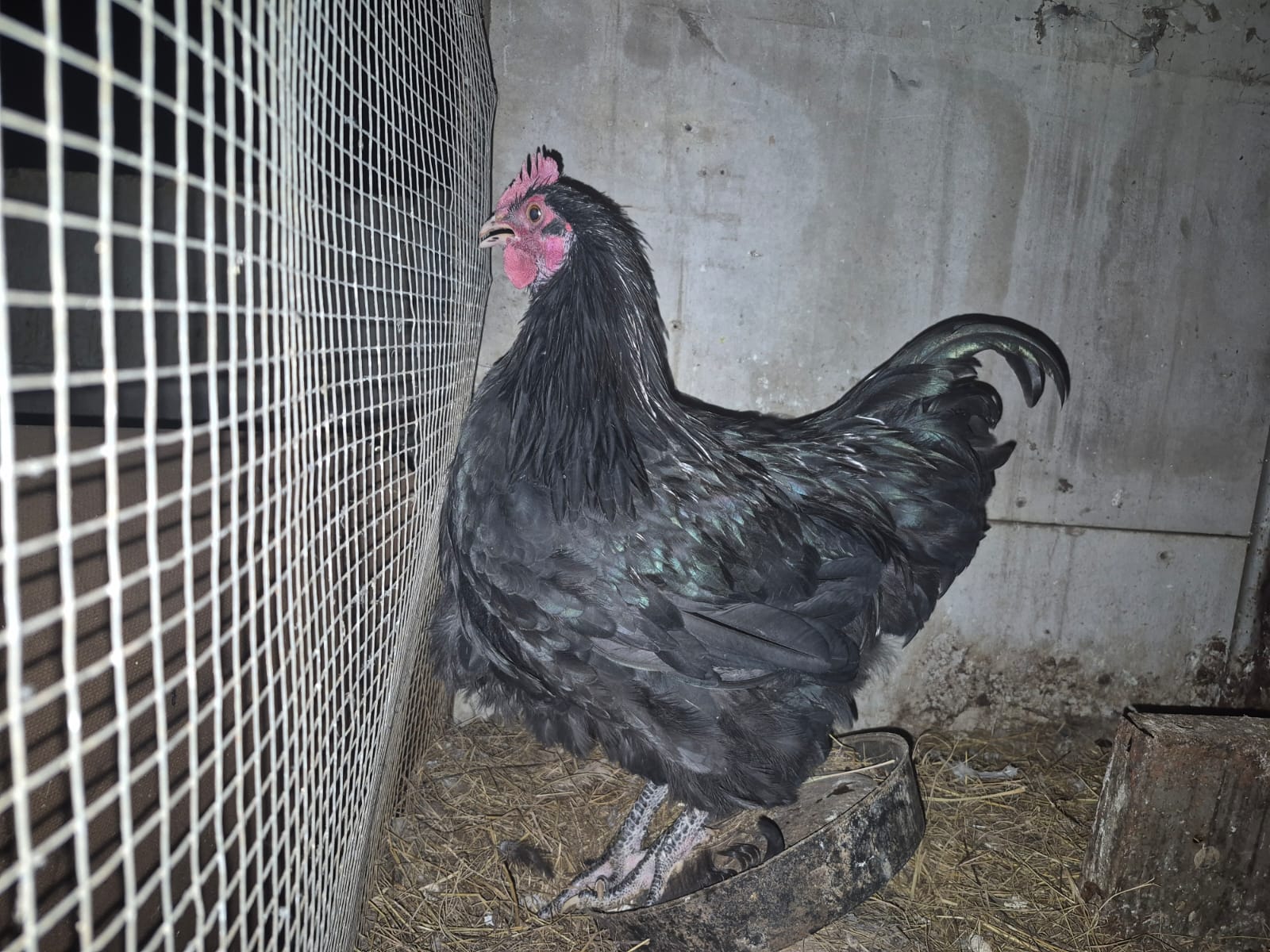 Black rooster Kempton Park