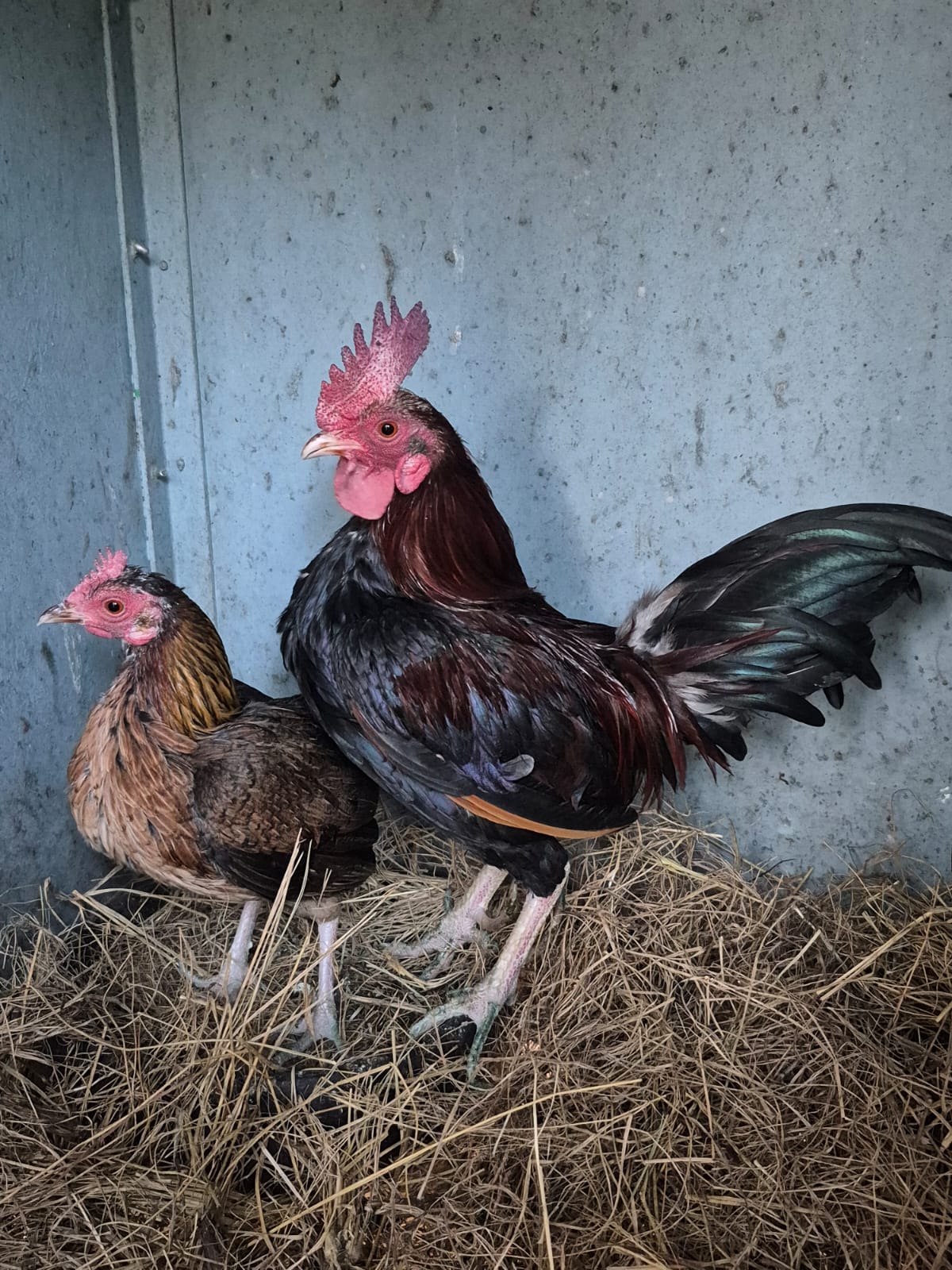 Pair of OEG Chickens