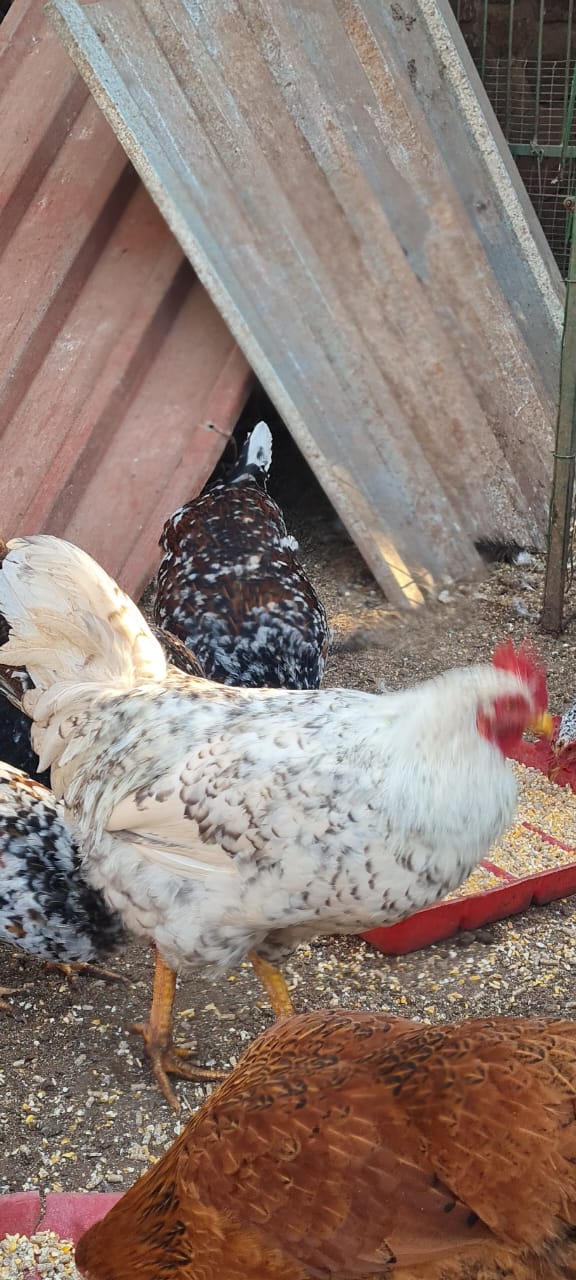 Koekoek Rooster