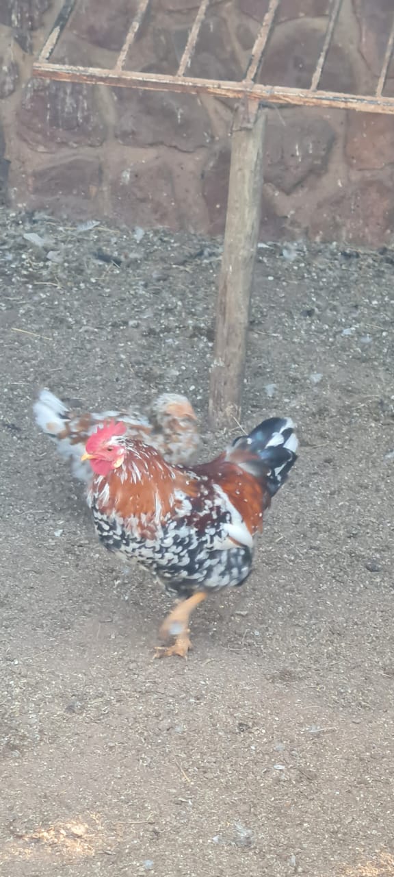 Bosvelders Rooster