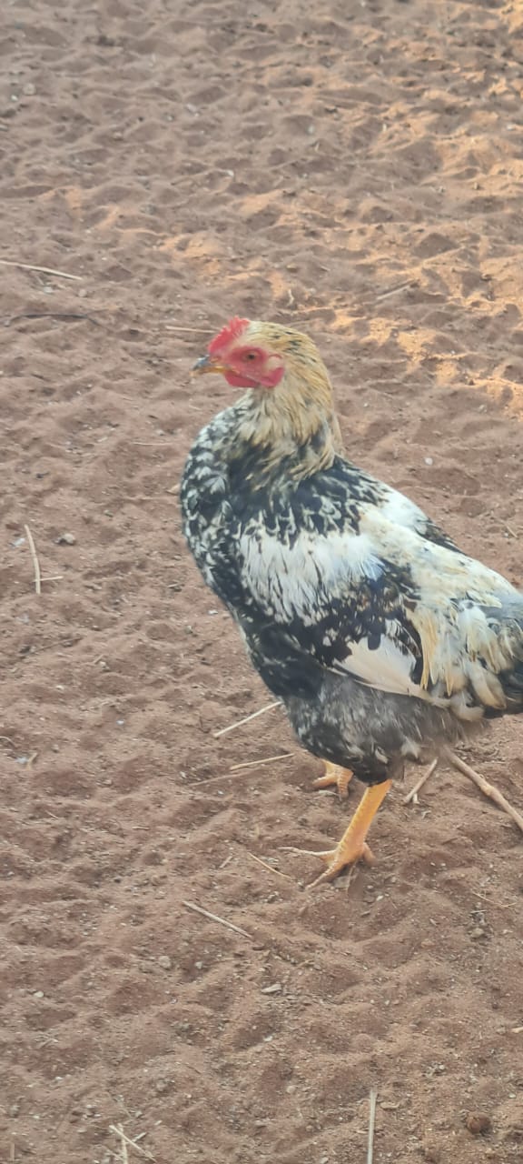 Bosvelder Rooster