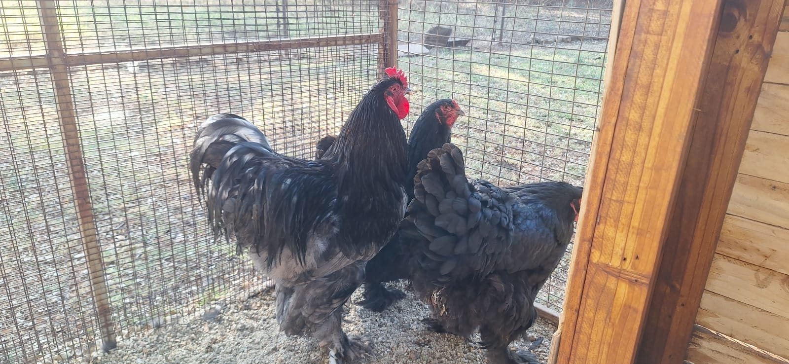 Trio of black Brahmas