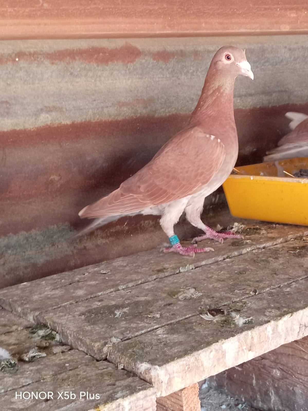 Homer the Pigeon