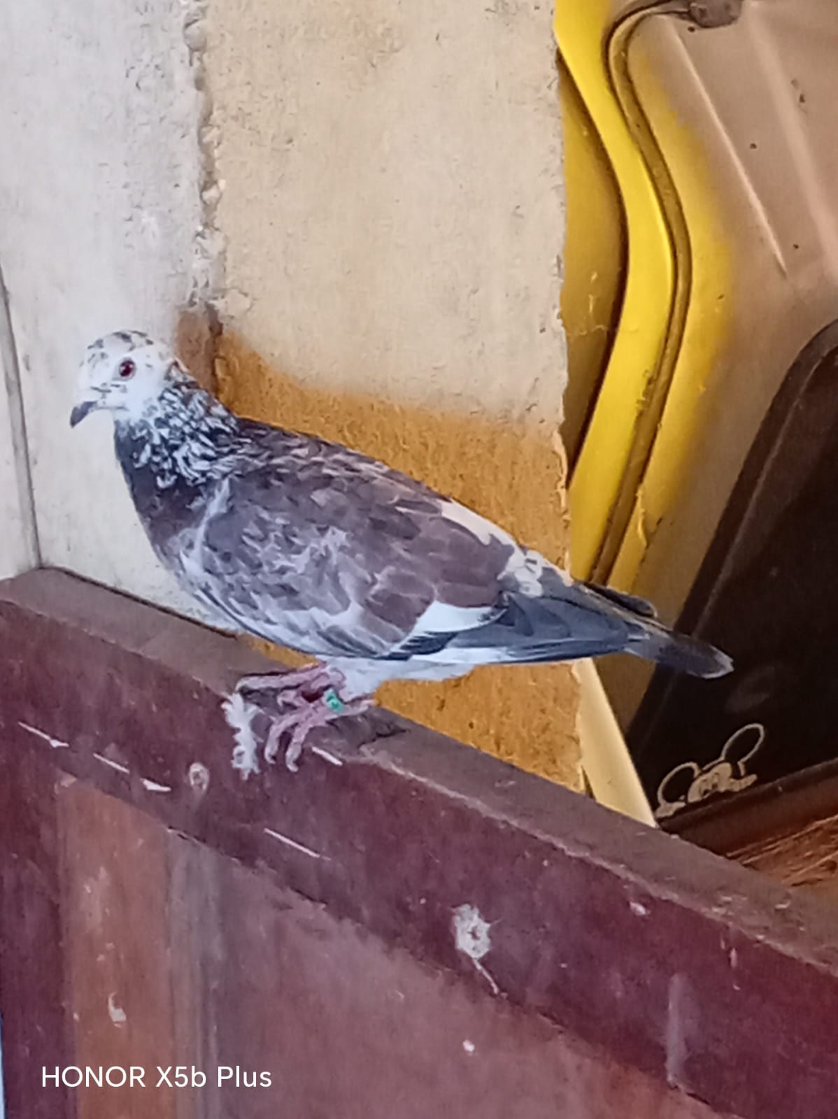 Pigeon
