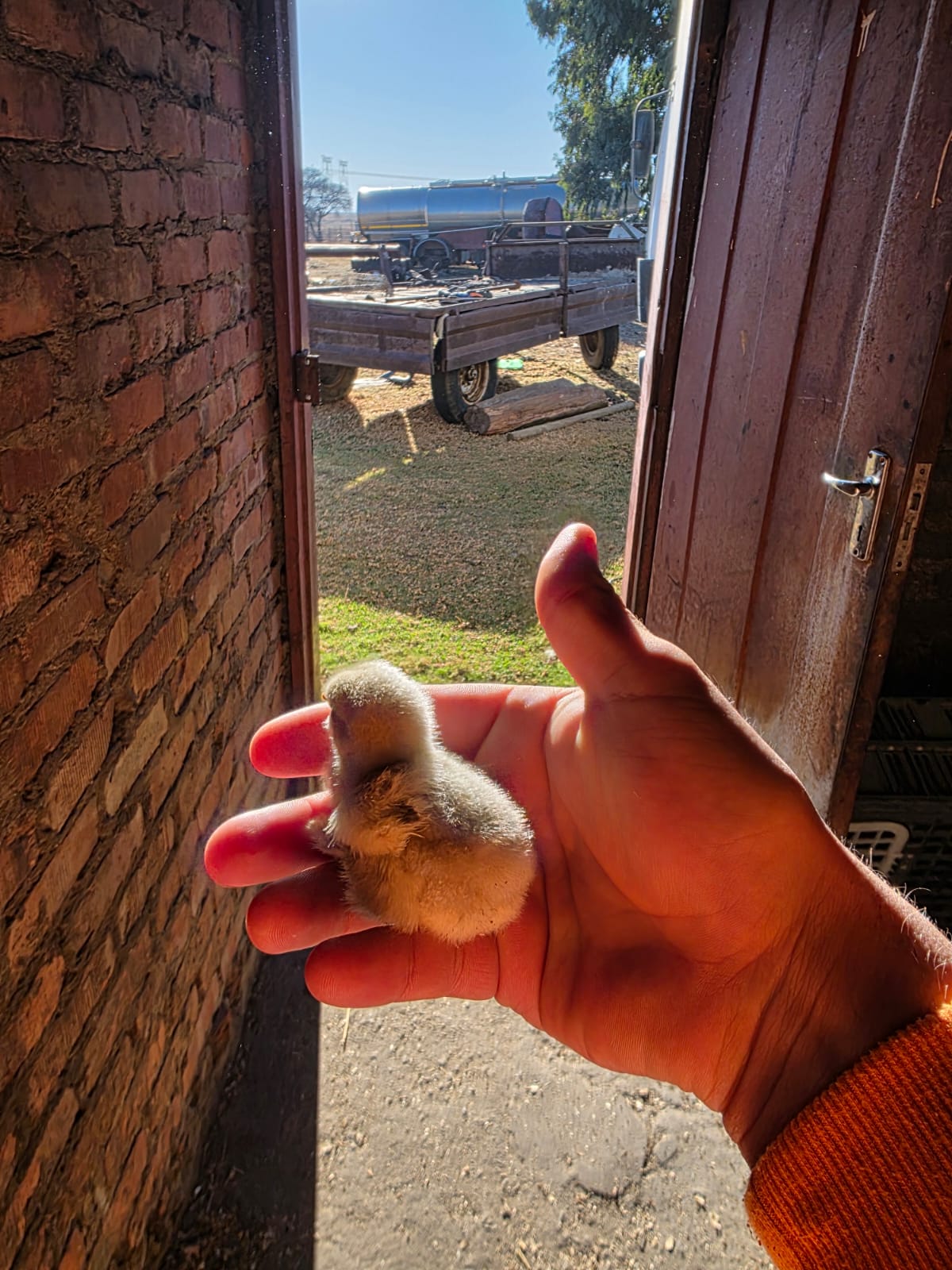 Brahma Chicks