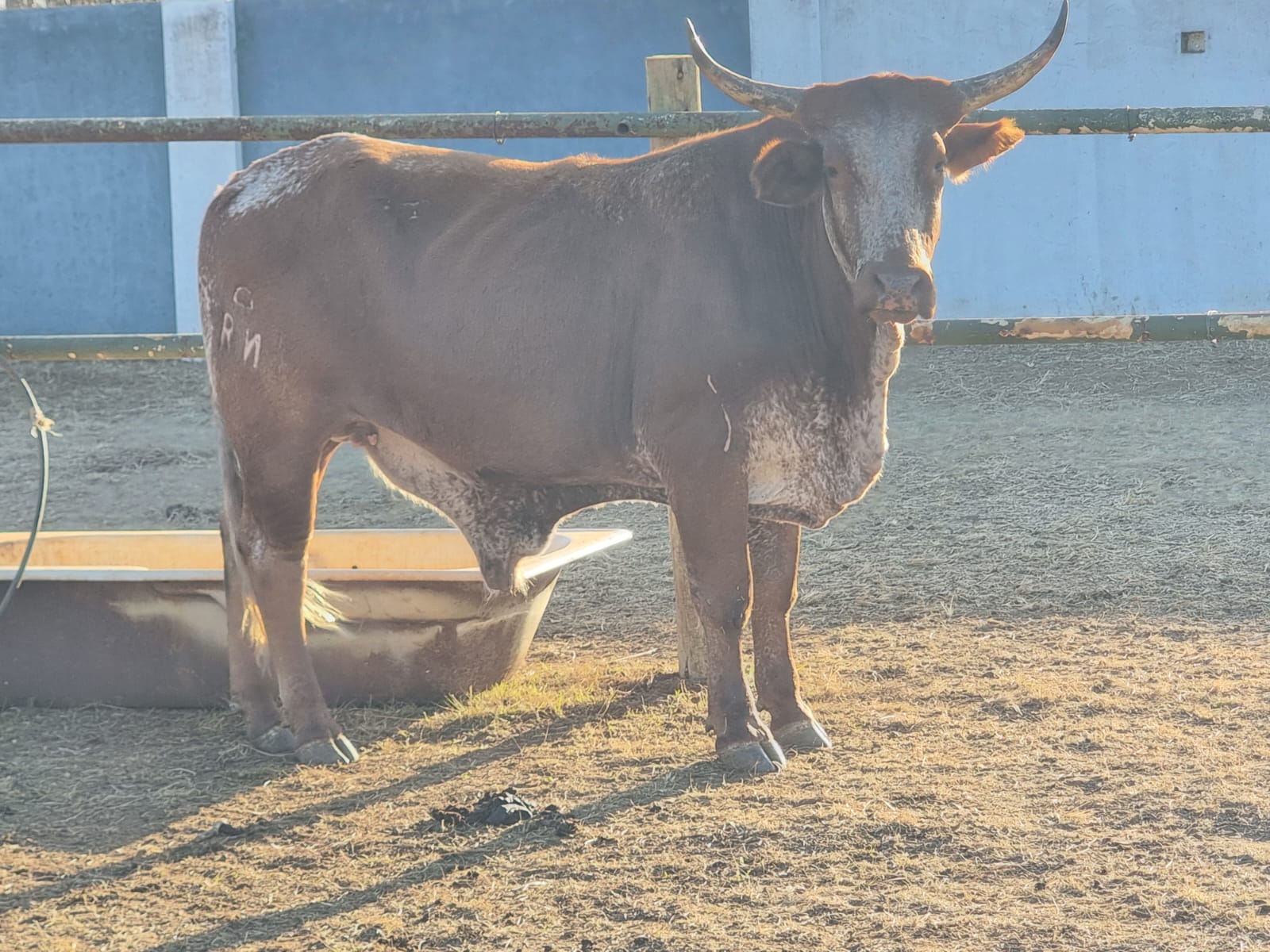Nguni ox