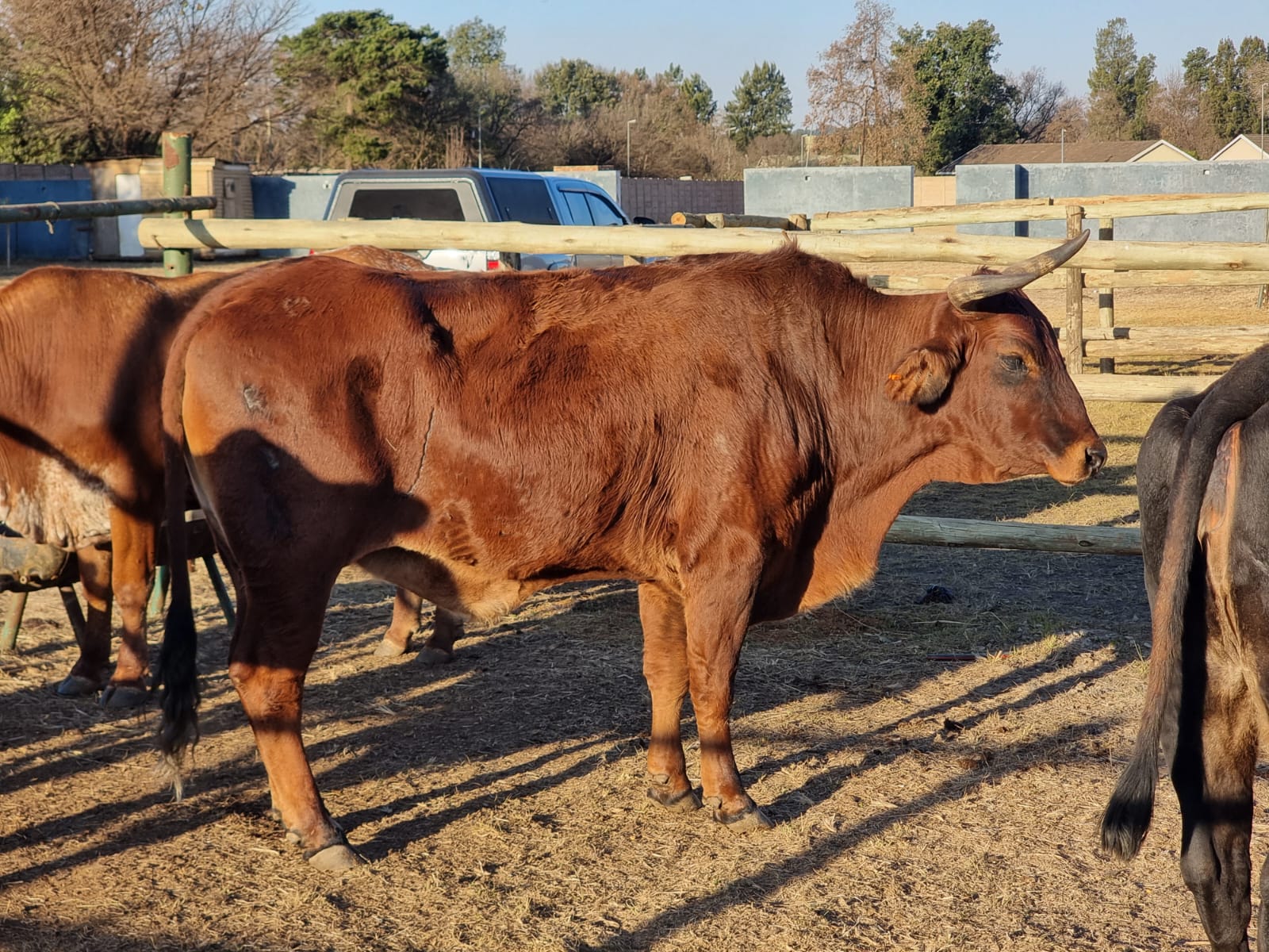 Ox for Sale