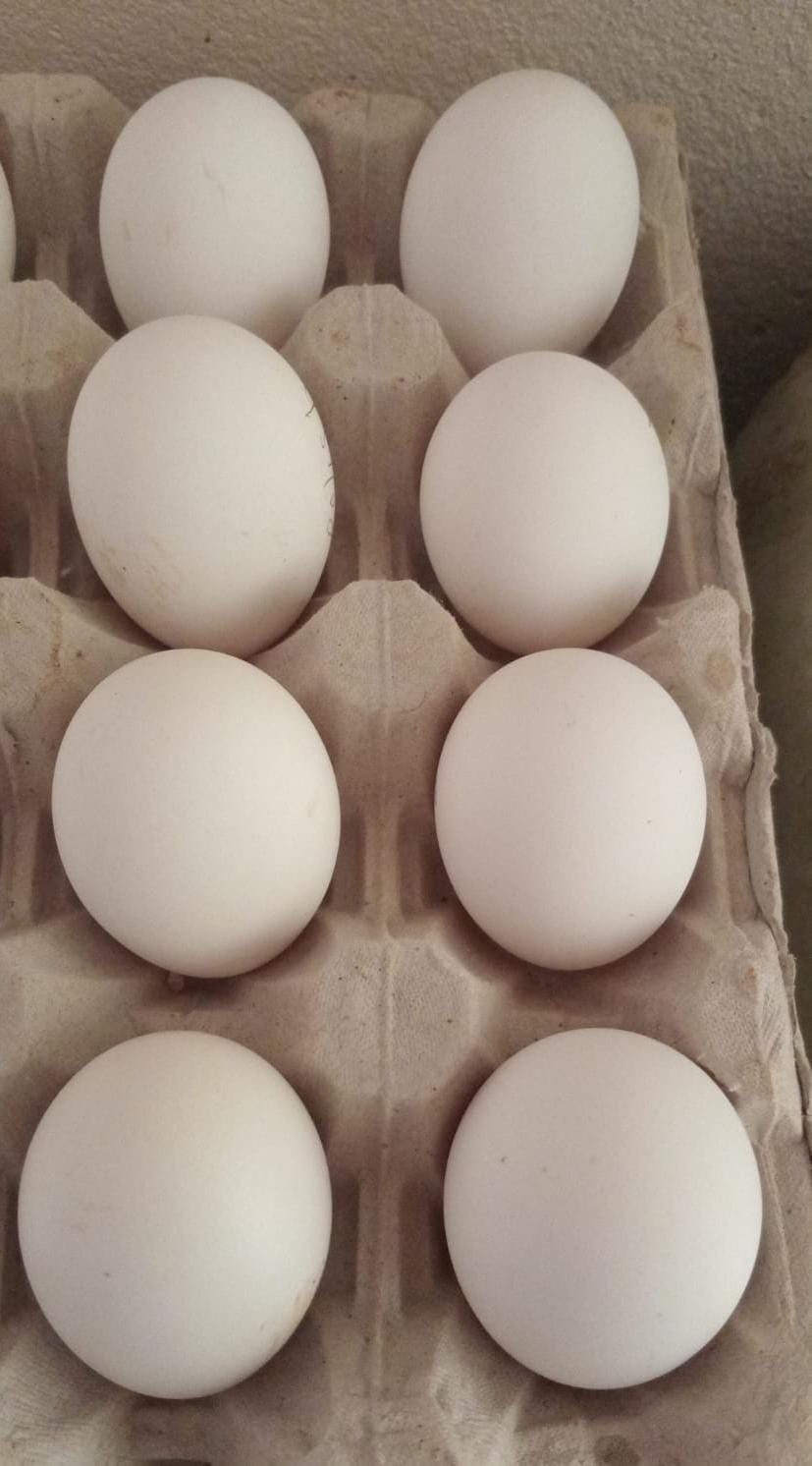 White Crested Blue Polish Bantam Eggs