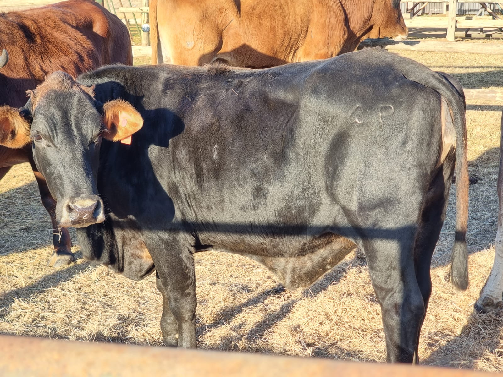Cow R14000