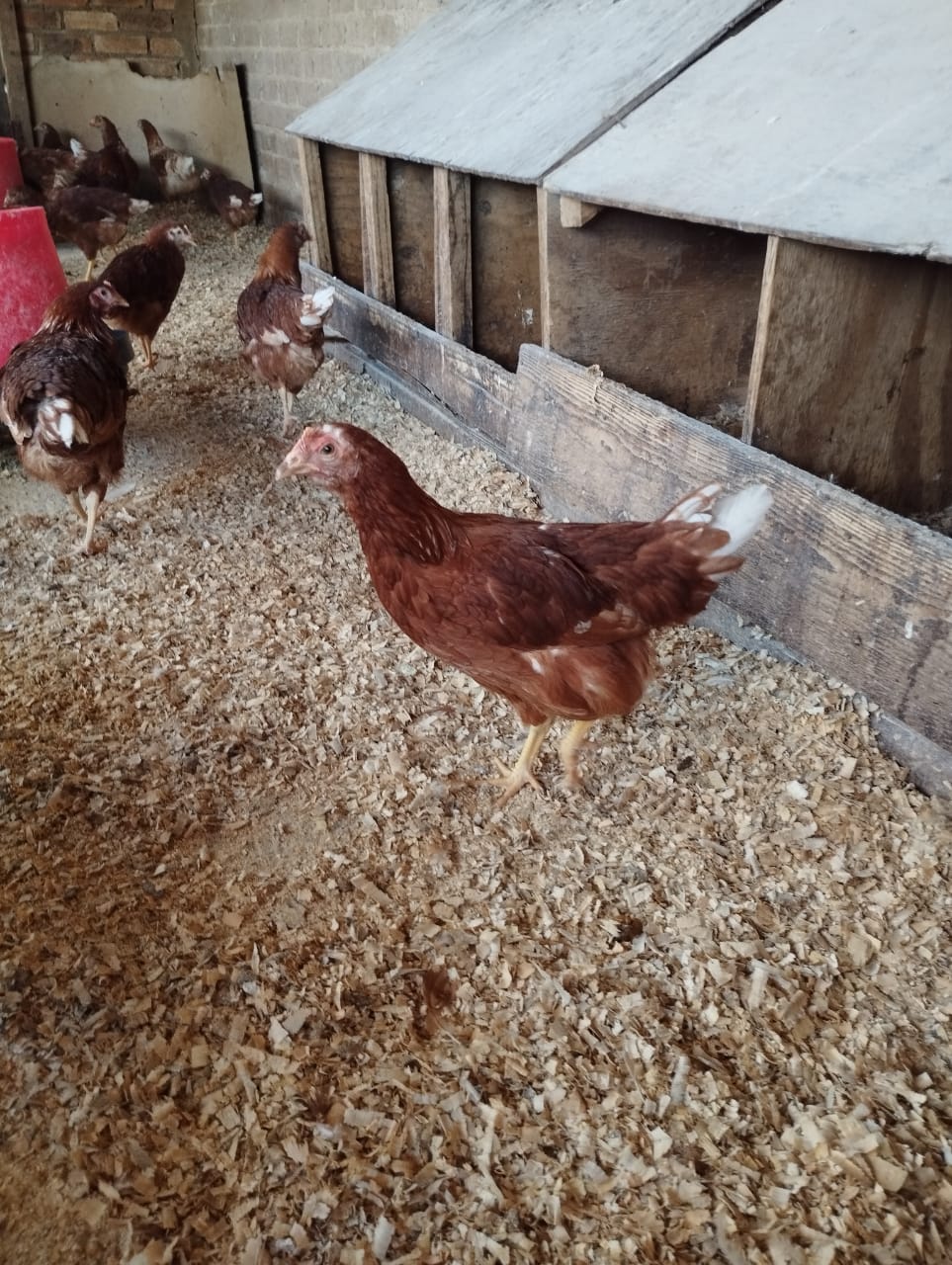 60x Lohmann Brown Hens for Sale