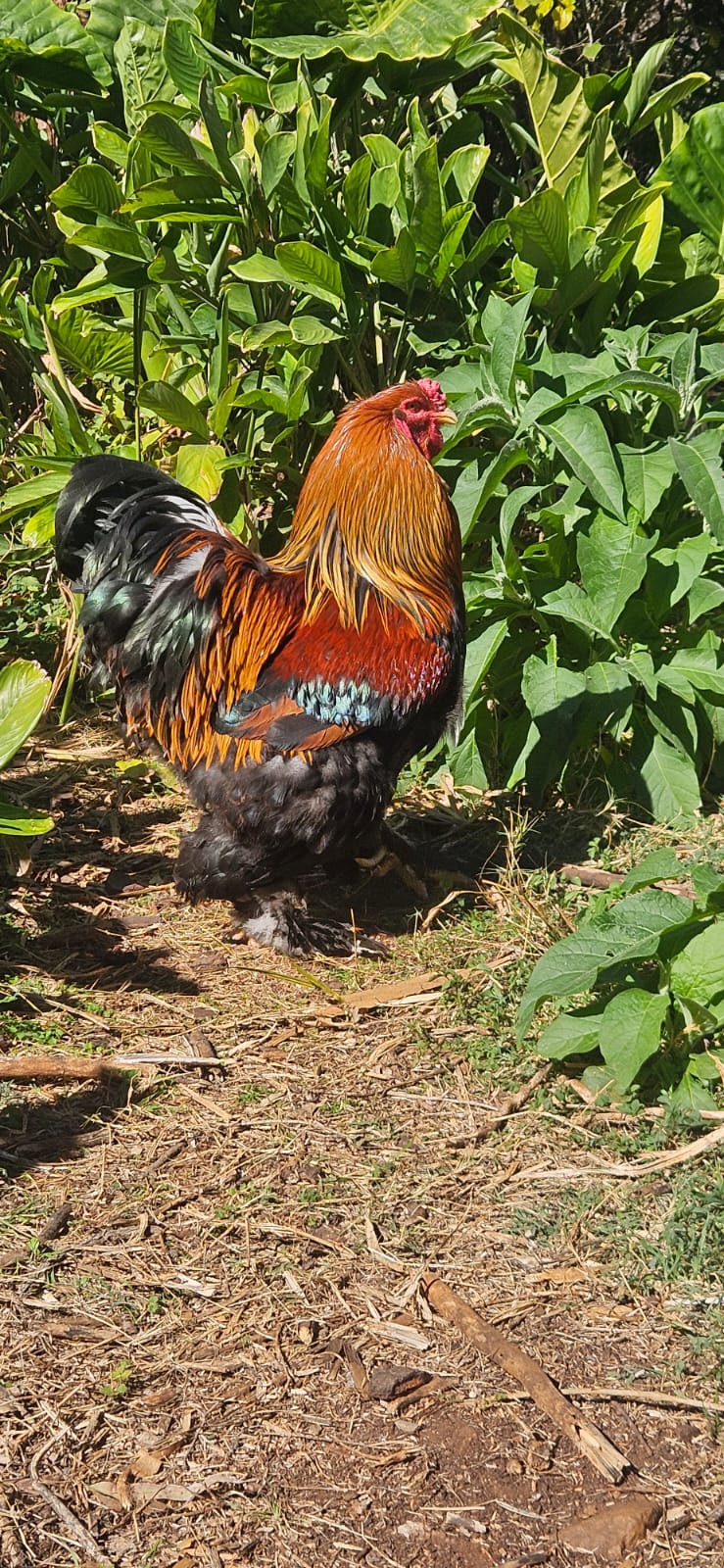 Golden Partridge Rooster